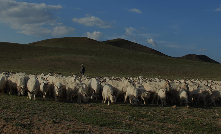 Organic Cashmere